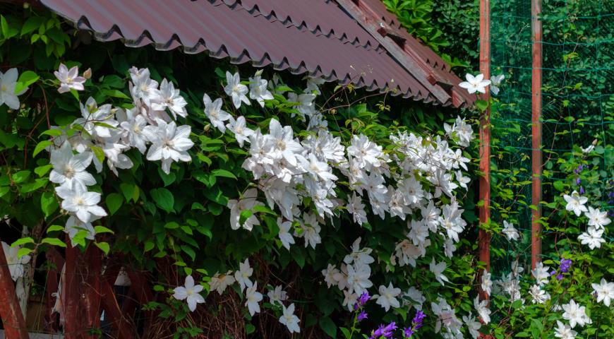 un foisor decorat cu planta cataratoare cu flori albe