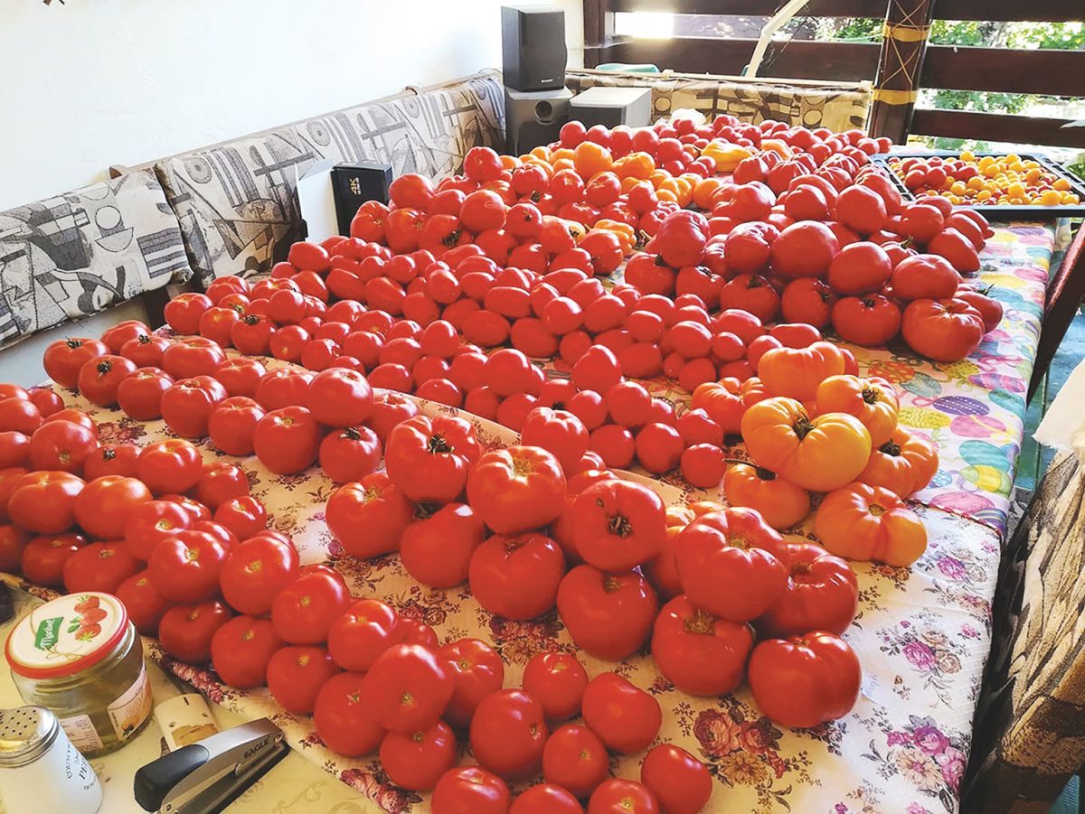 Mii se soiuri românești din legumicultura României au dispărut în ultimii ani
