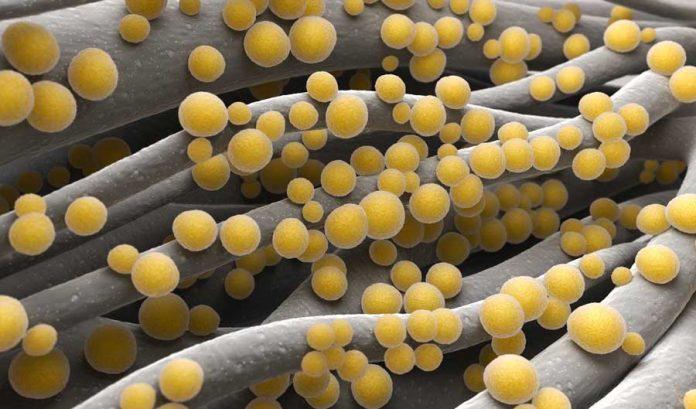 Se poate vindeca stafilococul auriu? Află totul despre tratamentul recomandat în cazul acestei infecții