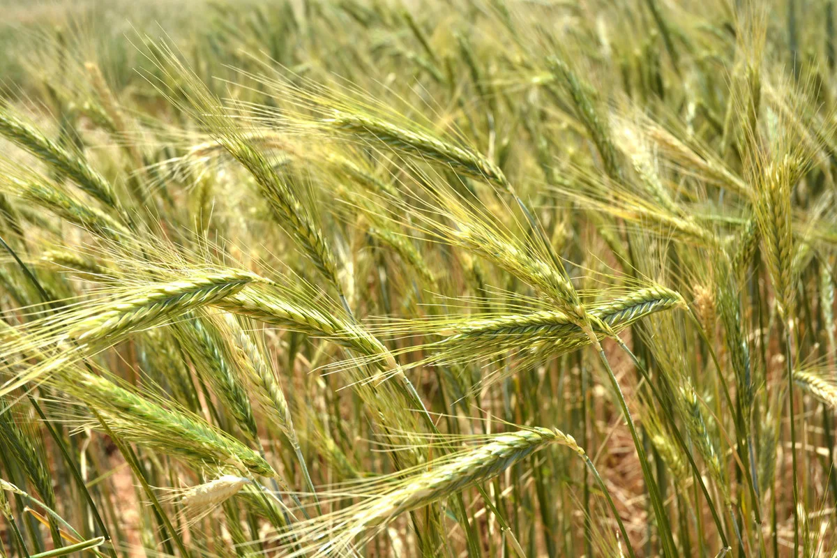 Triticale. La ce se folosesc și cum pot fi cultivate