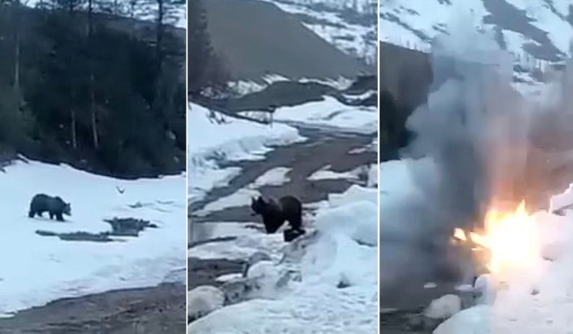 În Rusia, un urs care căuta hrană a fost aruncat în aer cu explozibil
