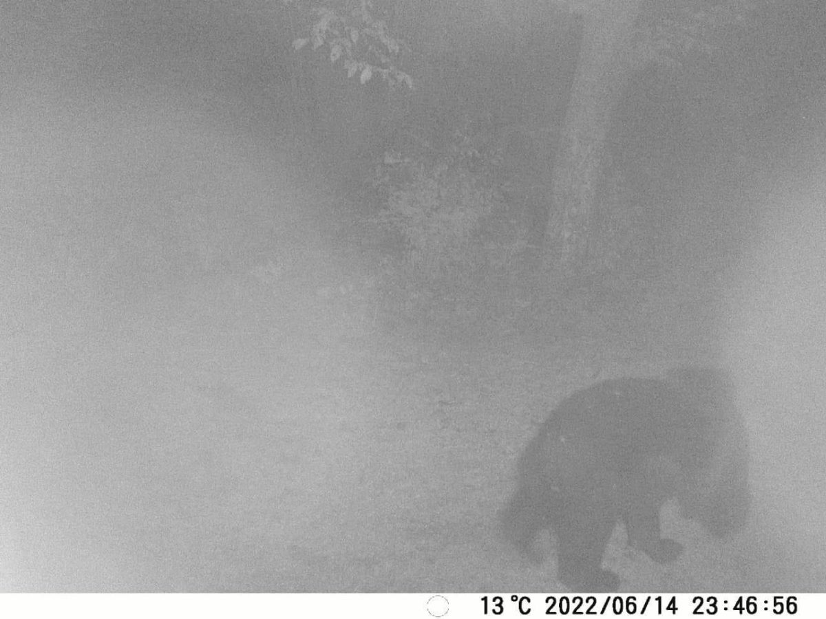 Dovadă e clară! Există un urs în pădurea Dobrovăţ! Iată primele imagini cu animalul – EXCLUSIV/FOTO