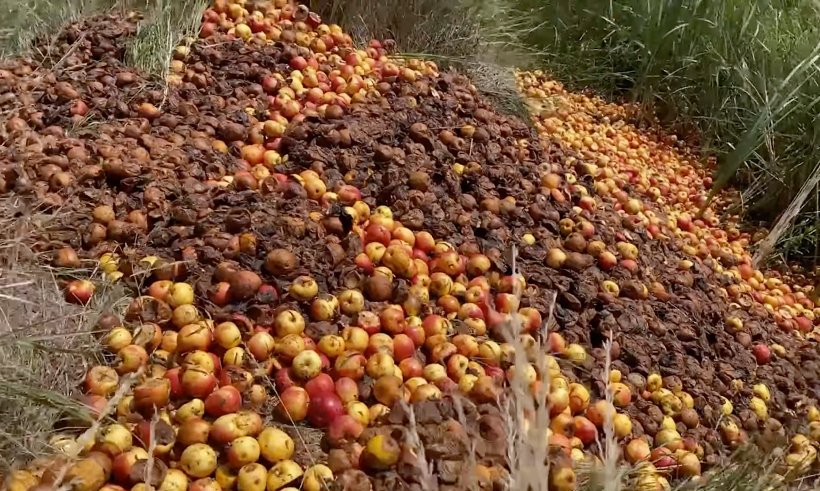 La Fălticeni, producătorii locali de mere au aruncat fructele în câmp