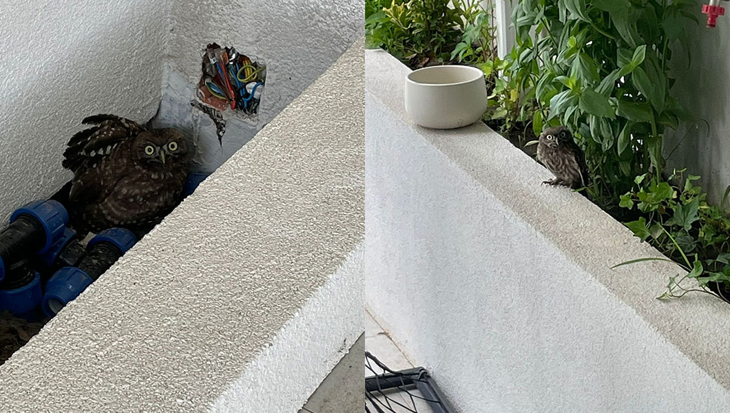 O bufniţă s-a refugiat în jardiniera unei ieşence – FOTO