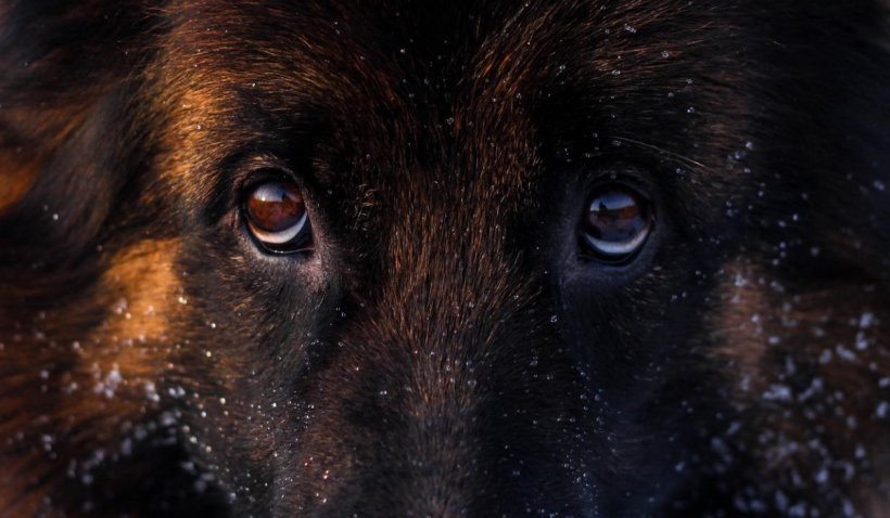 Hachiko de la Vaslui. Un câine încă îşi aşteaptă stăpânul, deşi acesta a pierit în timpul unui incendiu