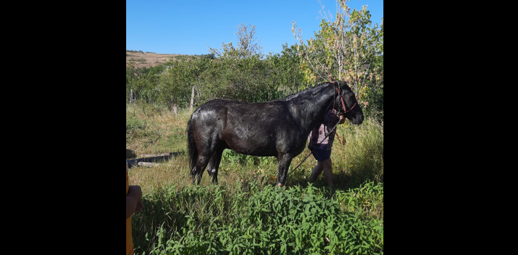 Misiune de salvare cu succes a pompierilor din Iaşi. Un cal a căzut într-un puţ din comuna Horleşti – FOTO