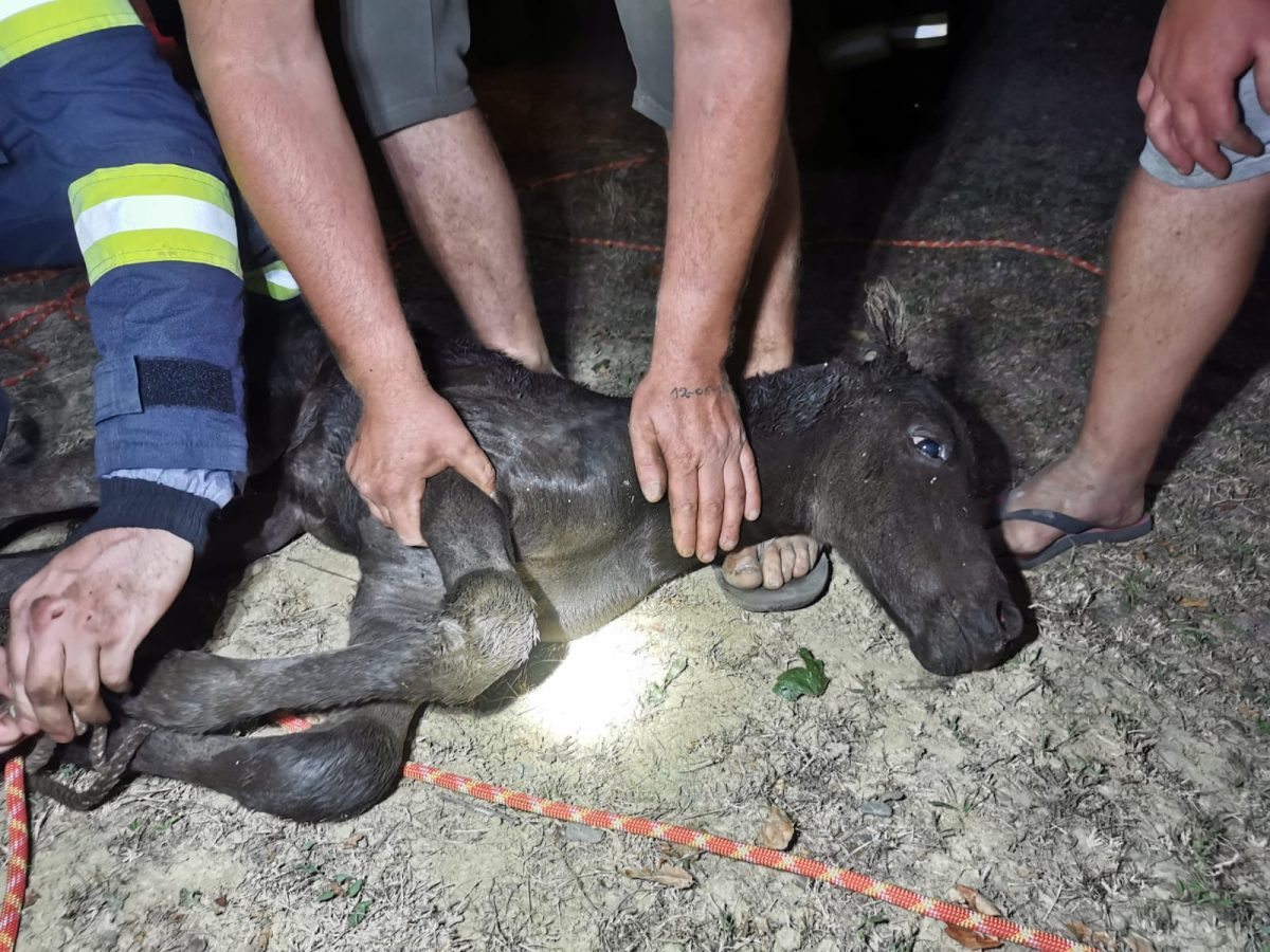 Un căluț a fost salvat de pompierii ieșeni dintr-o fântână – FOTO