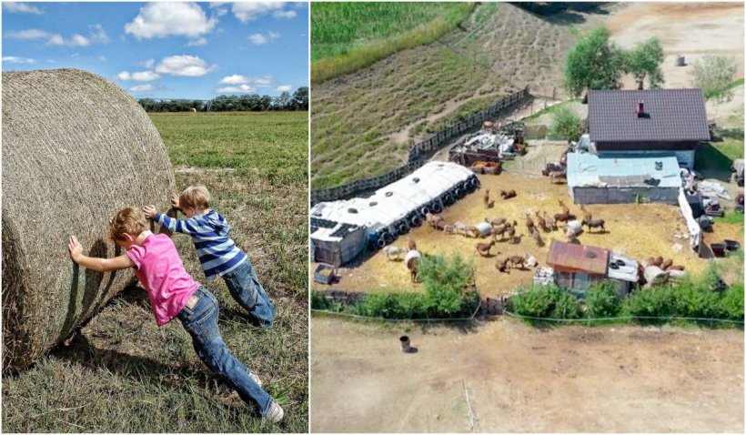 Drama a trei copii din Suceava, obligaţi să muncească până la epuizare la o fermă de măgari