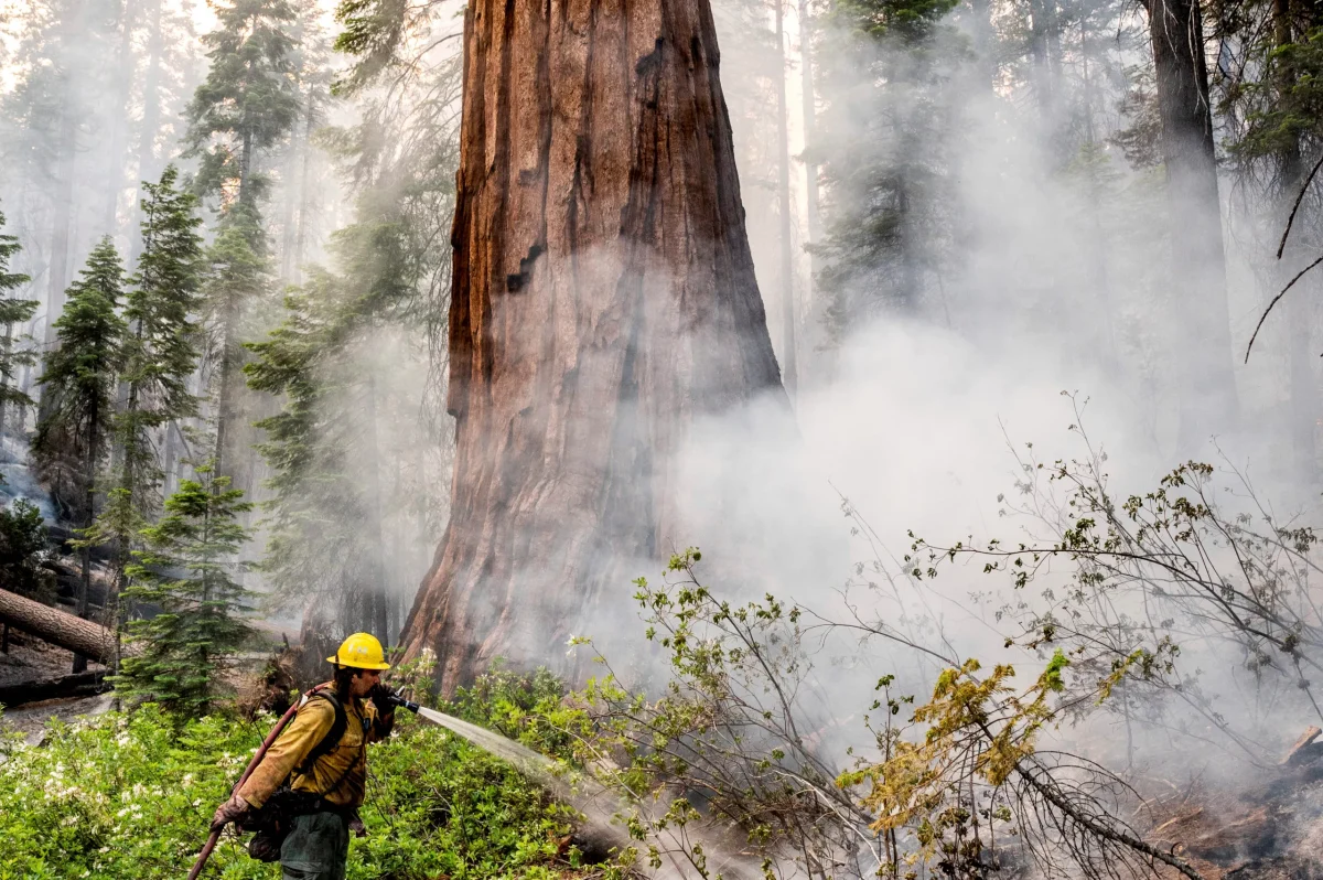 Incendiul din California se extinde amenințător spre pădurea cu cei mai mari copaci din lume