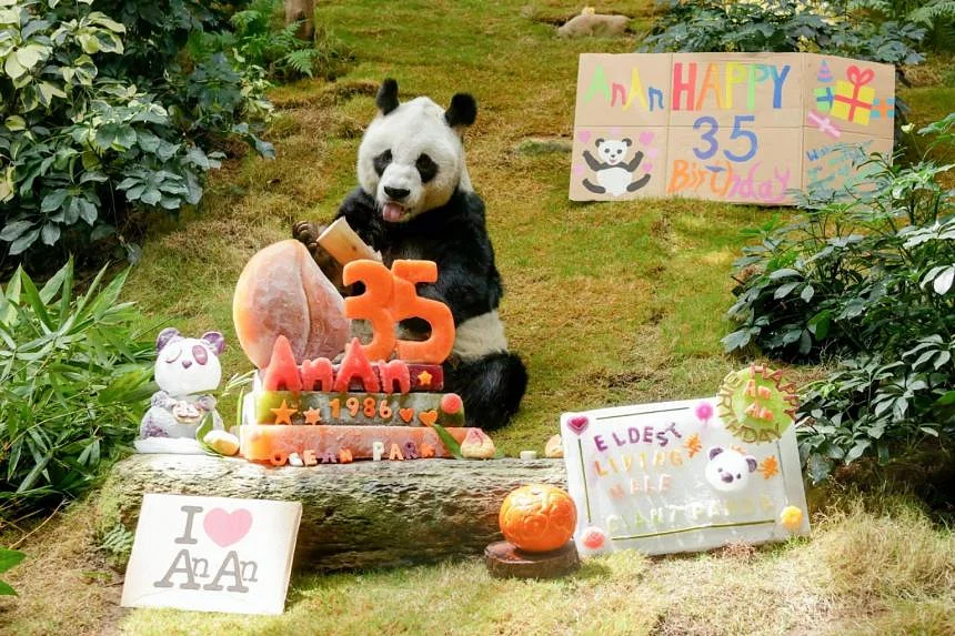 A murit cel mai bătrân urs panda ținut în captivitate