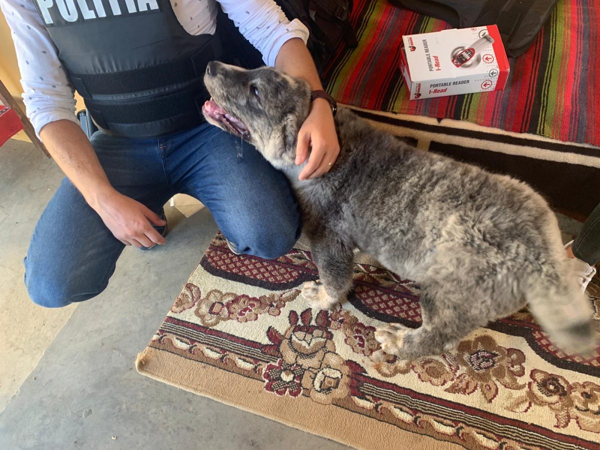 Percheziții domiciliare la deținătorii de animale din Bacău