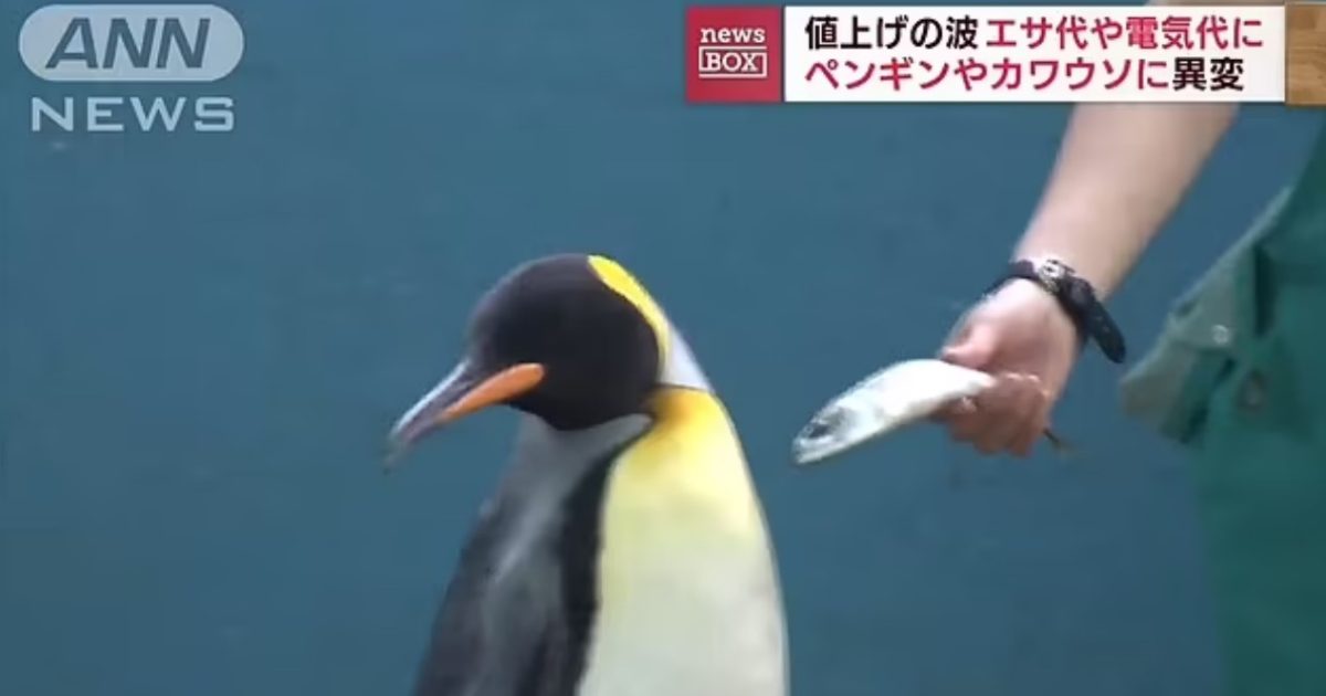 Pinguinii refuză să mănânce pește mai ieftin, după ce inflația a lovit acvariul din Japonia – FOTO, VIDEO