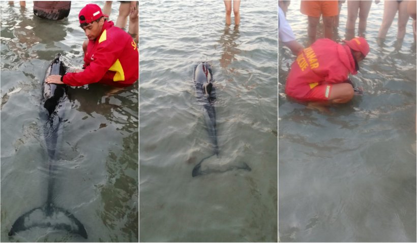 ISU împreună cu turiştii și salvamarii de la Mamaia au salvat un pui de delfin eşuat pe plajă