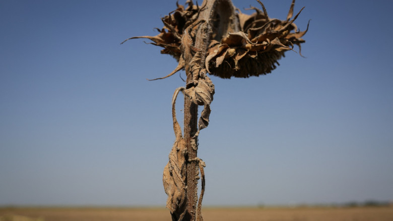 Asociația Fermierilor: Seceta extremă va afecta și următorul an agricol