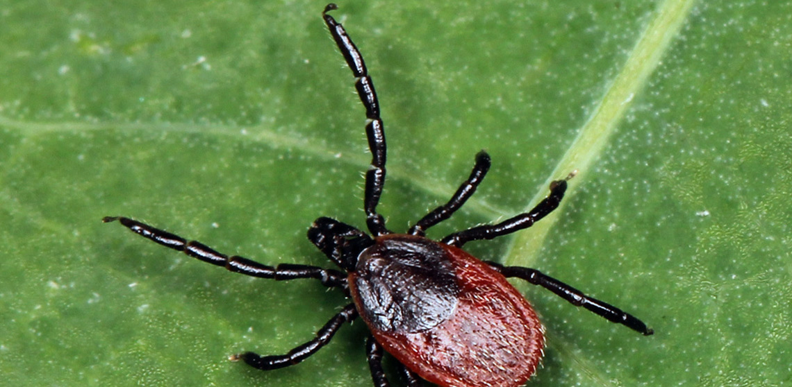 Semne mușcătură de căpușă. La ce consecințe poate duce incidentul
