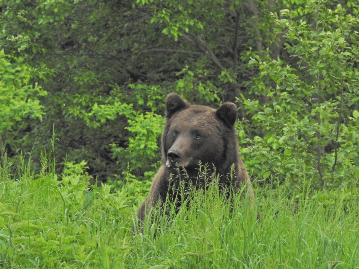 Un tânăr de 23 de ani și un adolescent, în vârstă de 14 ani, în timp ce se aflau cu oile la păscut pe o pășune montană din satul Lepșa, comuna Tulnici, au fost atacați de urs