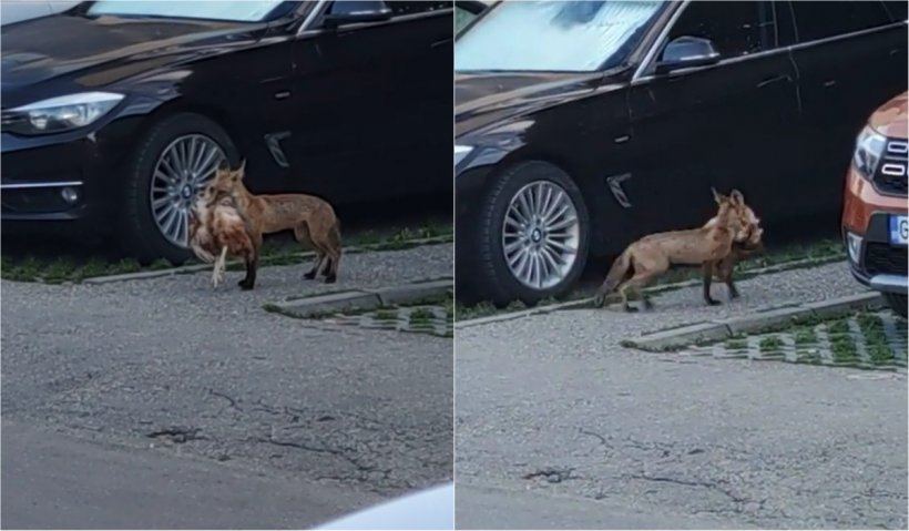 Peisaj desprins dintr-o fabulă, într-o parcare din Târgu Jiu: vulpea cu găina în gură