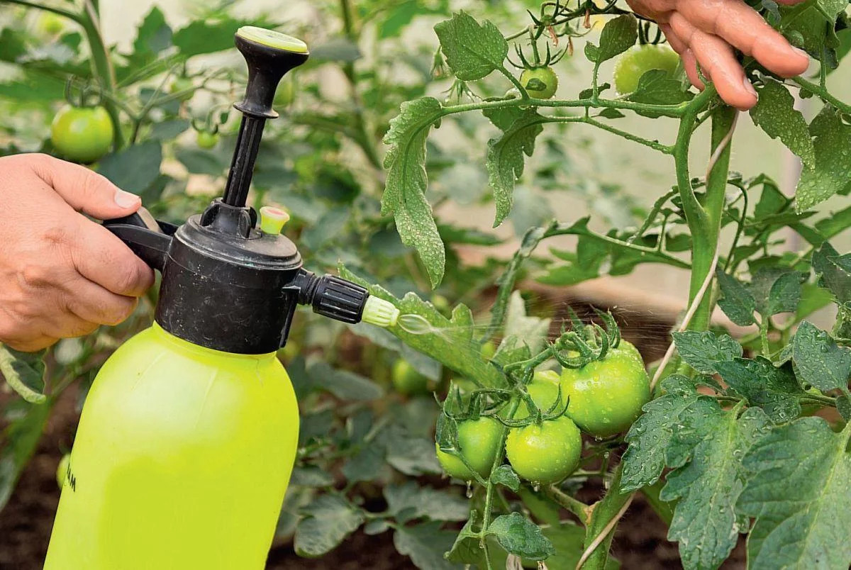 Bicarbonat de sodiu tratament tomate. Soluția care ajută la îmbunătățirea gustului roșiilor