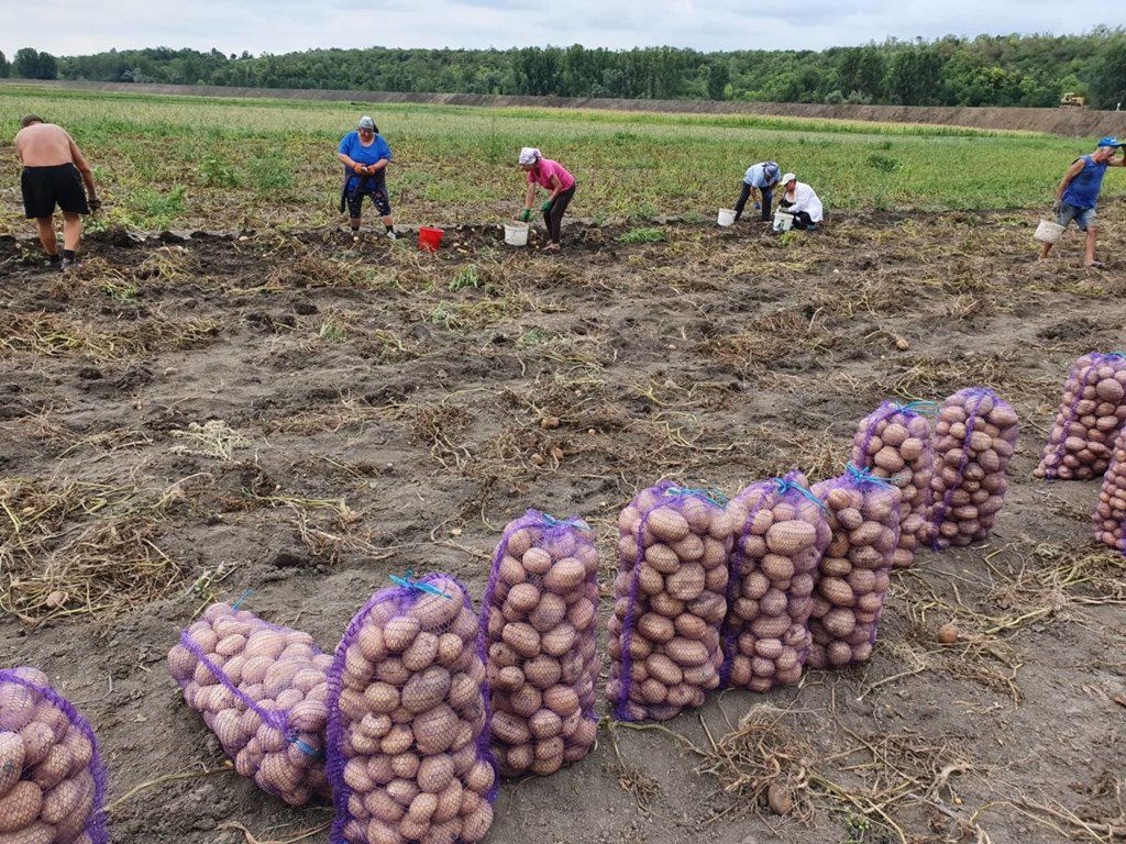 Cartofii se scumpesc din cauza secetei din România. Un agricultor lansează un avertisment fără precedent