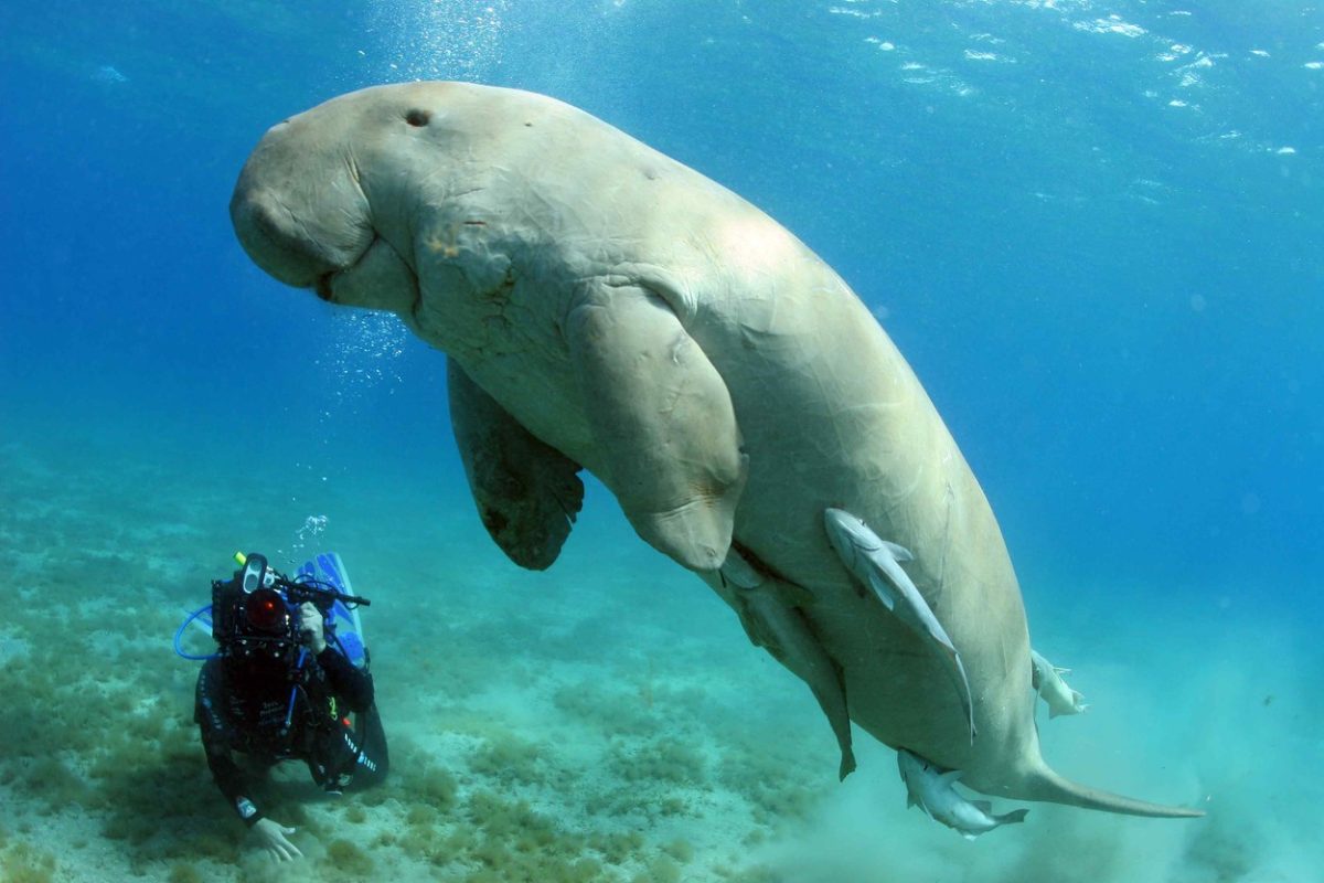 Prima specie de mamifer de mari dimensiuni care dispare din apele de coastă ale Chinei – GALERIE FOTO