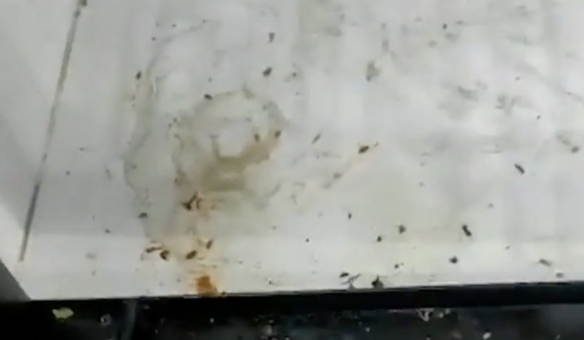 Controale de amploare ale inspectorilor ANPC Giurgiu. Restaurant de fiţe cu gândaci, muşte şi produse expirate