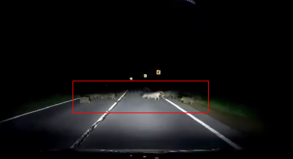 Familie mare de mistreţi, surprinsă în Pădurea Bârnova – VIDEO