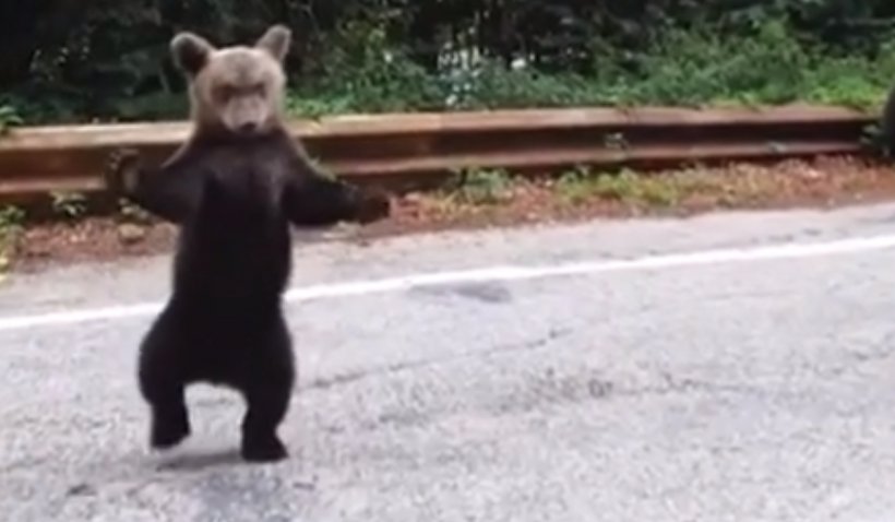 Pui de urs, dornic de afecţiune. Cere îmbrăţişări turiştilor pe Transfăgărășan – VIDEO