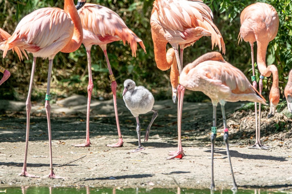 Un pui de flamingo e crescut de doi tați adoptivi, pentru că părinții biologici l-au abandonat