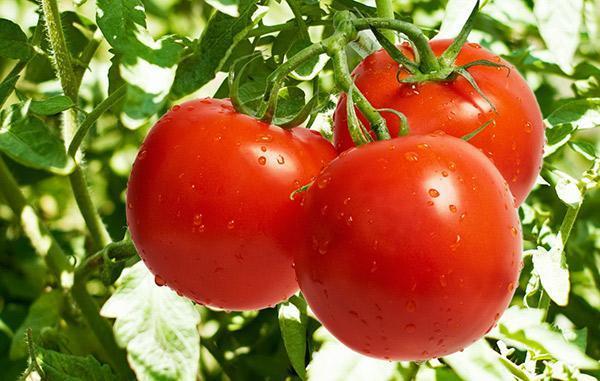 Carența de calciu la tomate. Cum se manifestă, din ce cauze apare și cum poate fi combătută?
