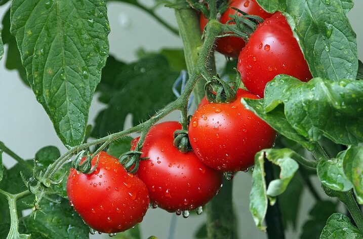 Bicarbonatul de sodiu, tratament-minune pentru tomate. Iată cum se prepară soluția împotriva bolilor foliare