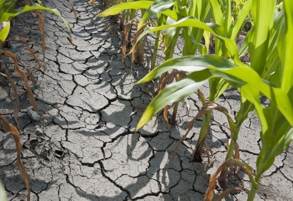 Ministerul Agriculturii: „Seceta a afectat 450.198 hectare în 35 de judeţe” 