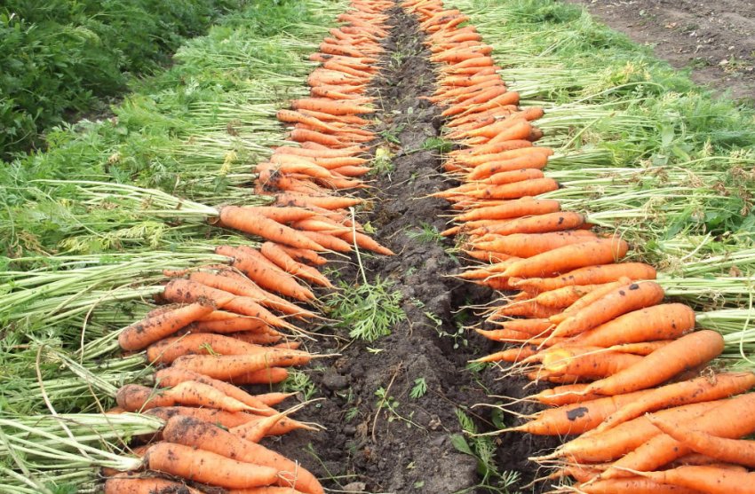 mai multi morcovi scosi din pamant pe camp