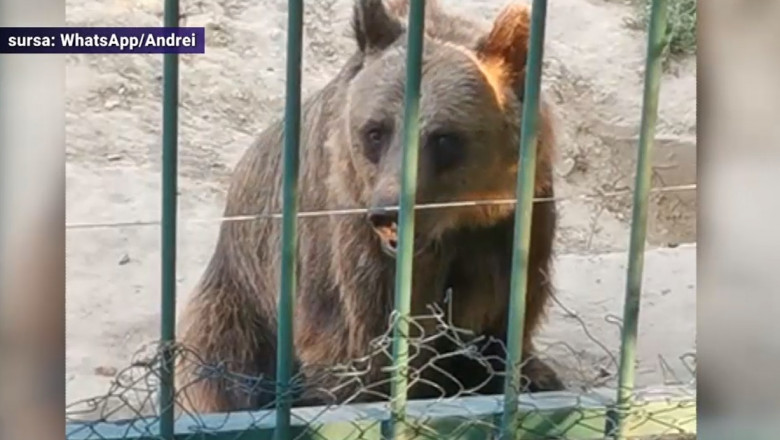 Urși slabi și triști, lei fără apă și un cal rănit la Zoo Galați. Cum se apără conducerea