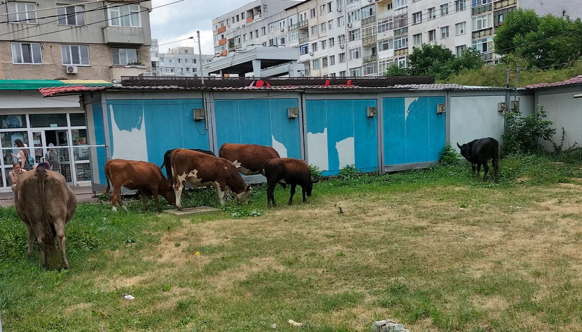 Cum se tunde gazonul în municipiul Iași? Iată o cireadă de vaci în cartierul Alexandru