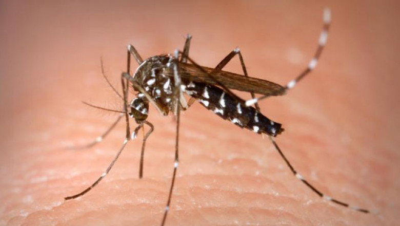 Caz de infectare cu virus West Nile rezolvat cu succes de medicii ieșeni
