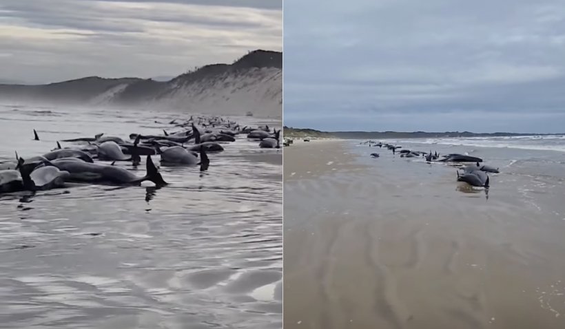 Fenomen inexplicabil în Australia. Peste 200 de balene au eşuat pe o plajă din Tasmania