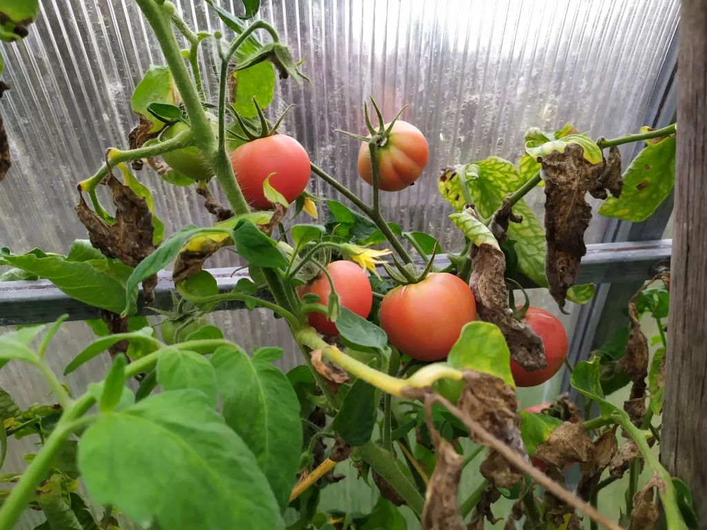 Bolile tomatelor imagini. Cum să-ți salvezi recolta într-un timp scurt