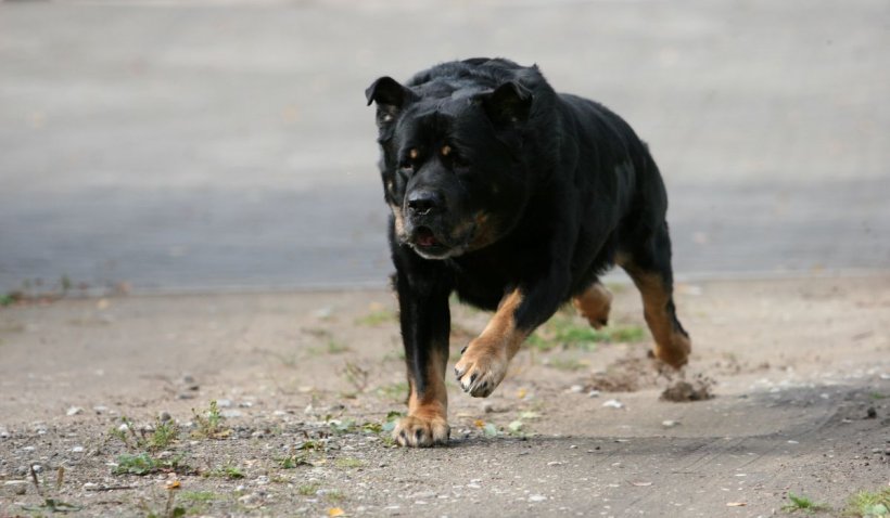 Câine din rasa Rottweiler, împușcat de un polițist. A sfâșiat piciorul unei tinere din Mangalia