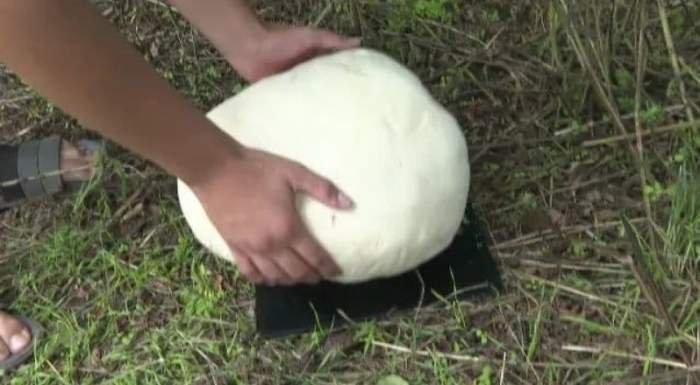 Ciuperci uriaşe de 3 kg în curtea unui gorjean: „Ne e frică să mâncăm aşa ceva”