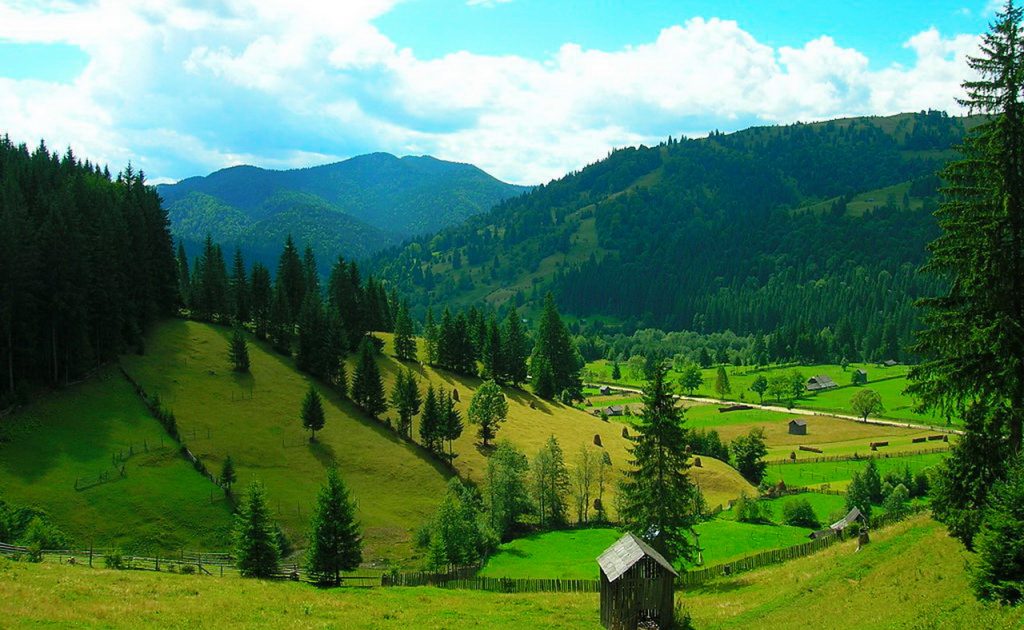Intrări fictive de material lemnos la un operator economic din Mălini