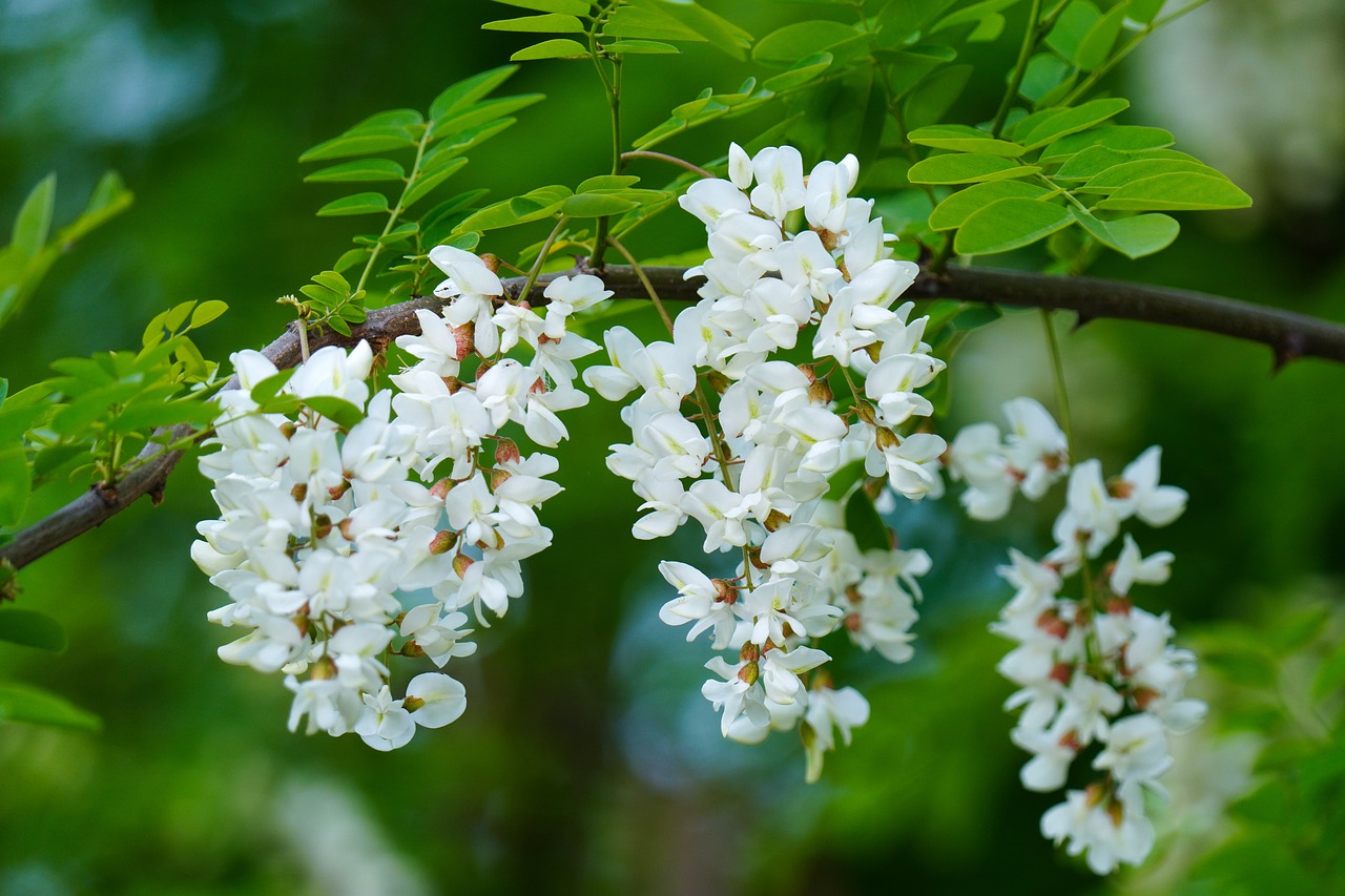 flori de salcâm în copac