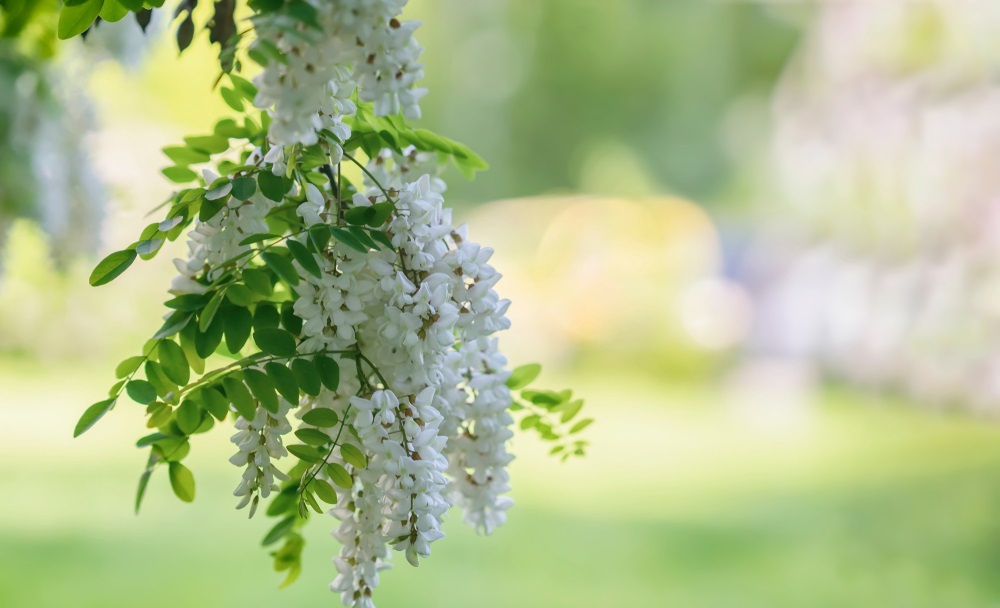 Florile de salcâm au numeroase beneficii pentru sănătate! Iată ce conțin și care sunt proprietățile lor
