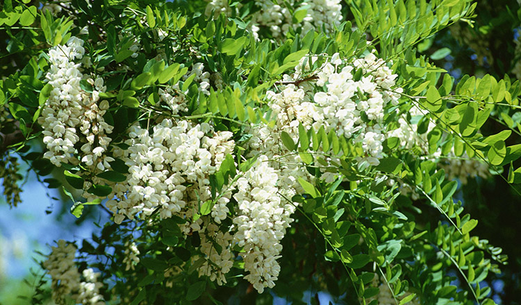 flori de salcâm în copac