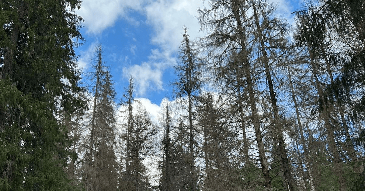 O specie de gândaci a devastat mii de hectare de pădure din Apuseni. Localnicii dau vina pe nepăsarea autorităţilor