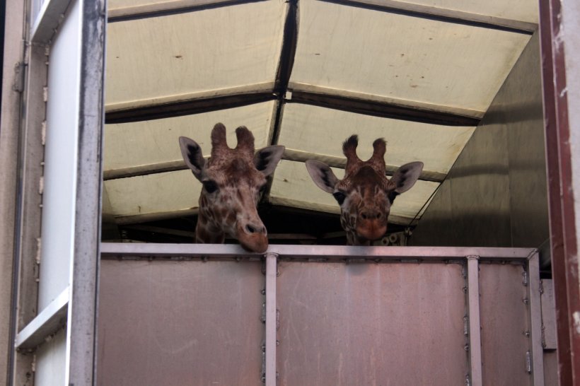 Grădina Zoologică din Târgu Mureş are singurele girafe din România. Pumkin şi Kamala au ajuns după un drum lung din Suedia