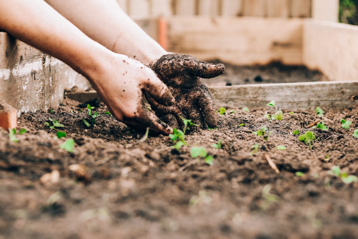 Ești pasionat de agricultură și grădinărit? Iată ce nu trebuie să îți lipsească niciodată din colecție