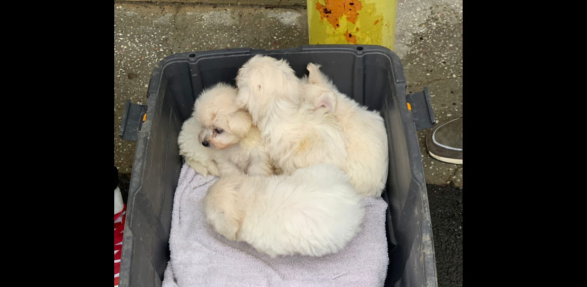 Polițiștii ieșeni de la biroul pentru Protecția Animalelor au întocmit un dosar penal, după ce un bărbat comercializa pui de câine – FOTO
