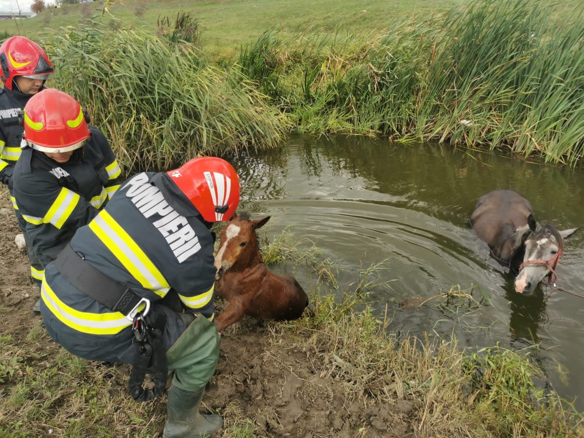 Pompierii ISU Iași intervin pentru a salva două cabaline – EXCLUSIV, FOTO