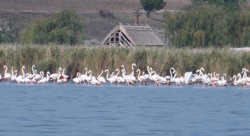 Sute de flamingo au migrat din Ucraina din cauza războiului și acum sunt pe lacul Goloviţa, în Tulcea