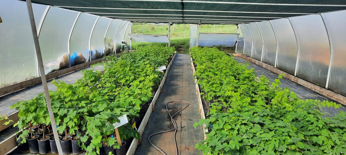 Vițe altoite înrădăcinate la ghiveci, scoase la vânzare de Facultatea de Horticultură din cadrul USV Iaşi – FOTO